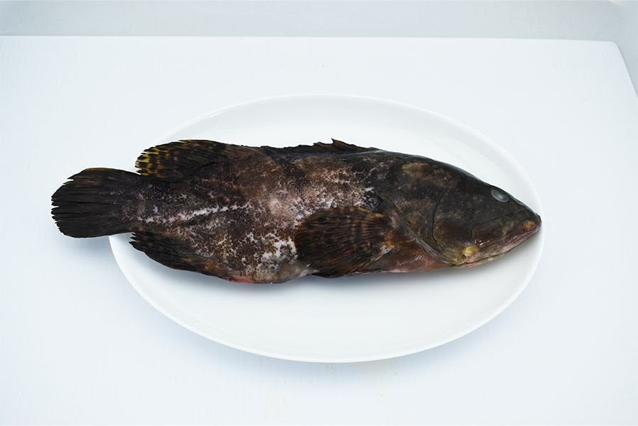 [SALE]鮮凍珍珠石斑魚(龍虎斑全魚)(已清理)~Frozen Pearl Grouper WGG 450-550g (小)
